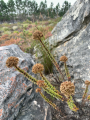 Pseudoselago serrata
