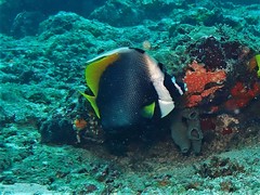 Heniochus singularius