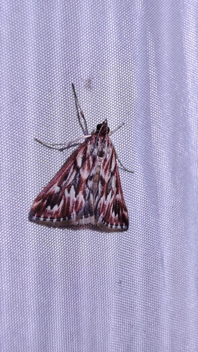 Blepharucha zaide