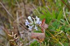 Oxytropis leucantha