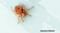 Araneus sturmi