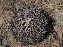 Echinofossulocactus dichroacanthus