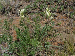 Oxytropis leucantha