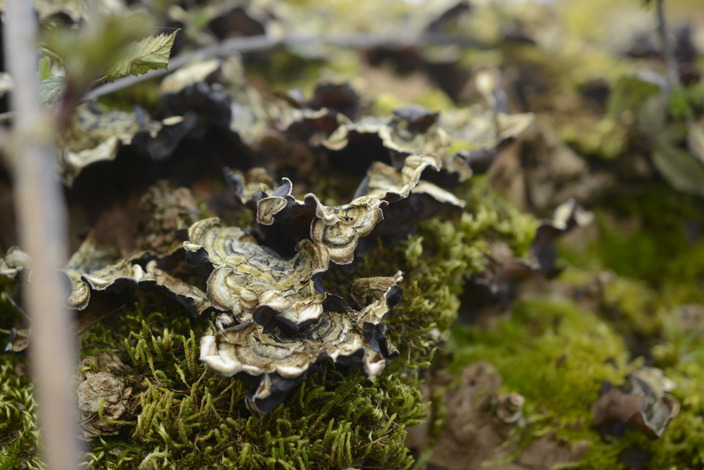 Auricularia mesenterica · March 2026 · photo: © cryptomarasmius (iNaturalist, cc-by)