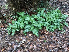Arum italicum italicum