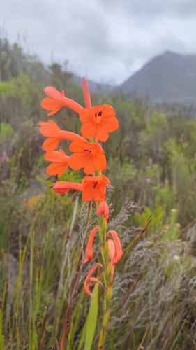 Watsonia schlechteri, photograph 6