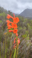 Watsonia schlechteri, photograph (c) Svyatoslav Knyazev, some rights reserved (CC BY)