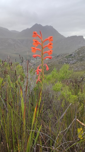 Mountain Watsonia (Watsonia schlechteri)