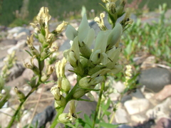 Oxytropis leucantha