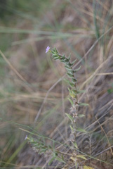 Stenosolenium saxatile