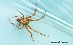 Araneus sturmi