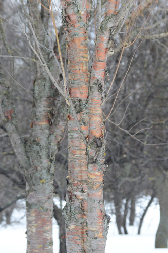 Manchurian Cherry (Prunus maackii)