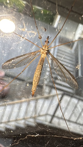 Unknown species found near Cal Poly Humboldt, Arcata, CA, US