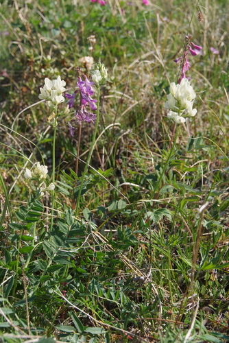 Oxytropis leucantha