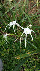 Hymenocallis speciosa