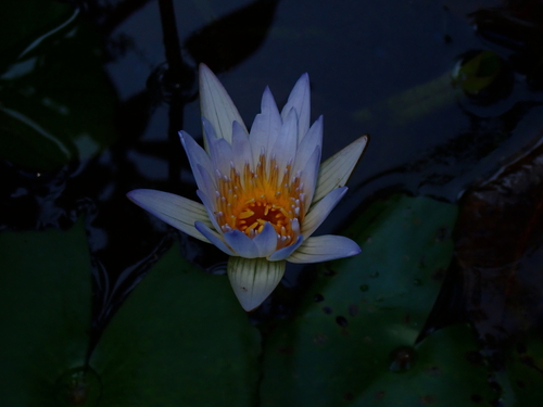 Nymphaea daubenyana observed 2026-03-11