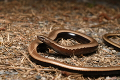 Peloponnese Slow Worm photo 4