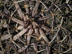 Echinofossulocactus dichroacanthus