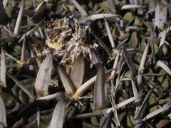 Echinofossulocactus dichroacanthus