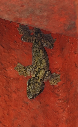 Kuhl's Flying Gecko