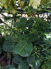 Polyscias scutellaria