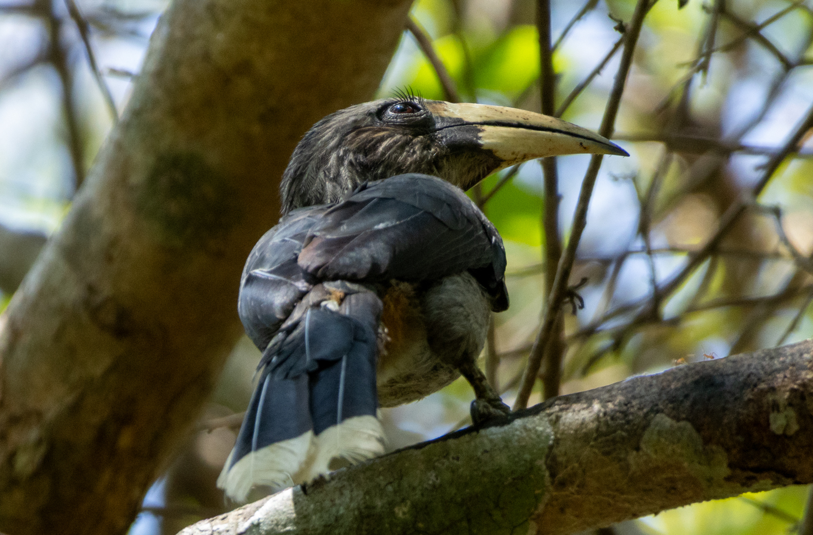 Malabar Grey Hornbill (Ocyceros griseus), photo 9