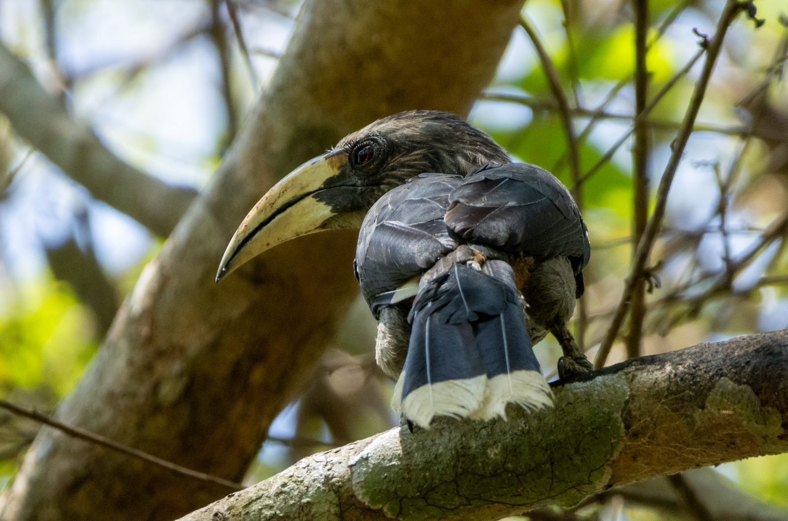 Malabar Grey Hornbill (Ocyceros griseus), photo 10