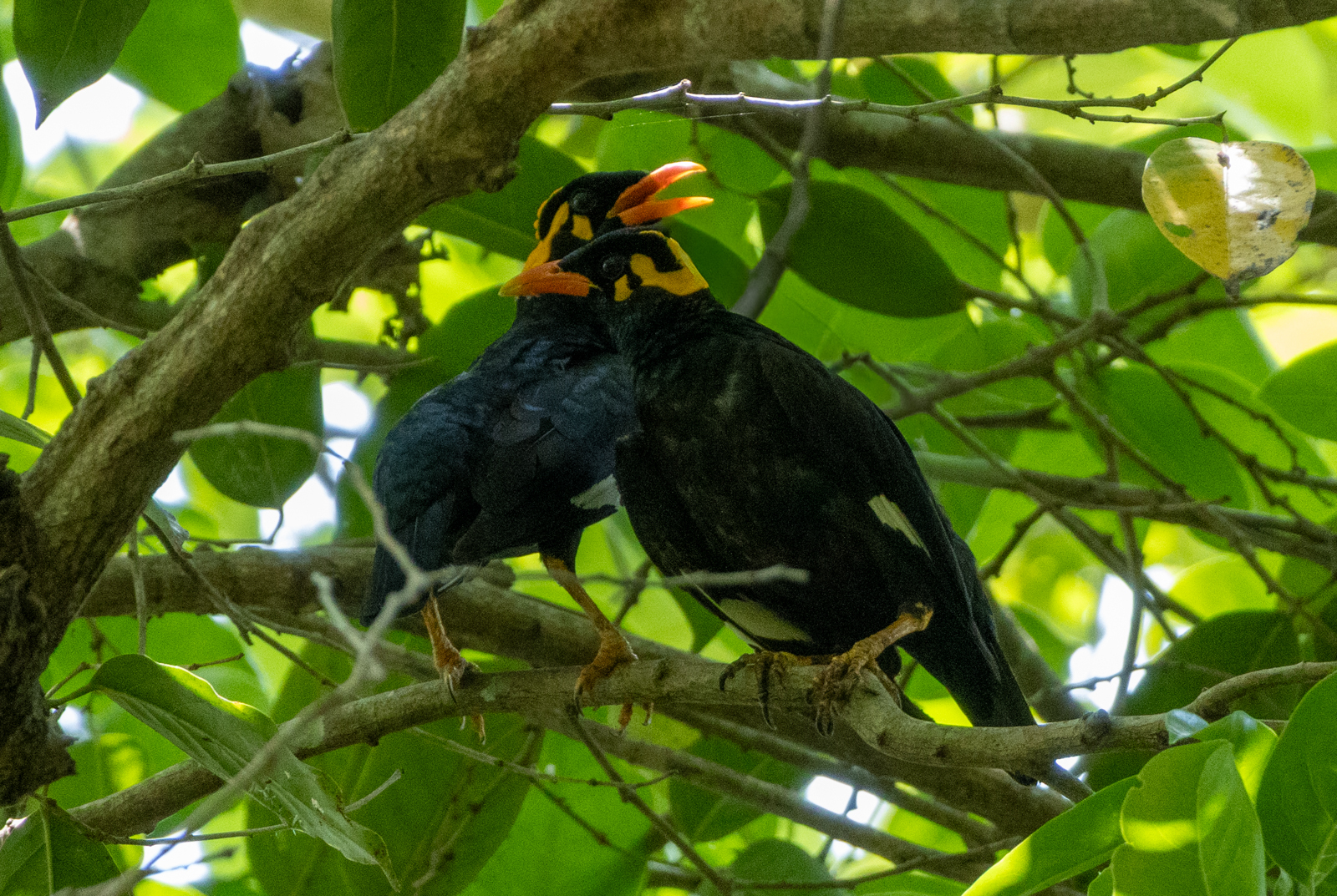 Southern Hill Myna (Gracula indica), photo 4