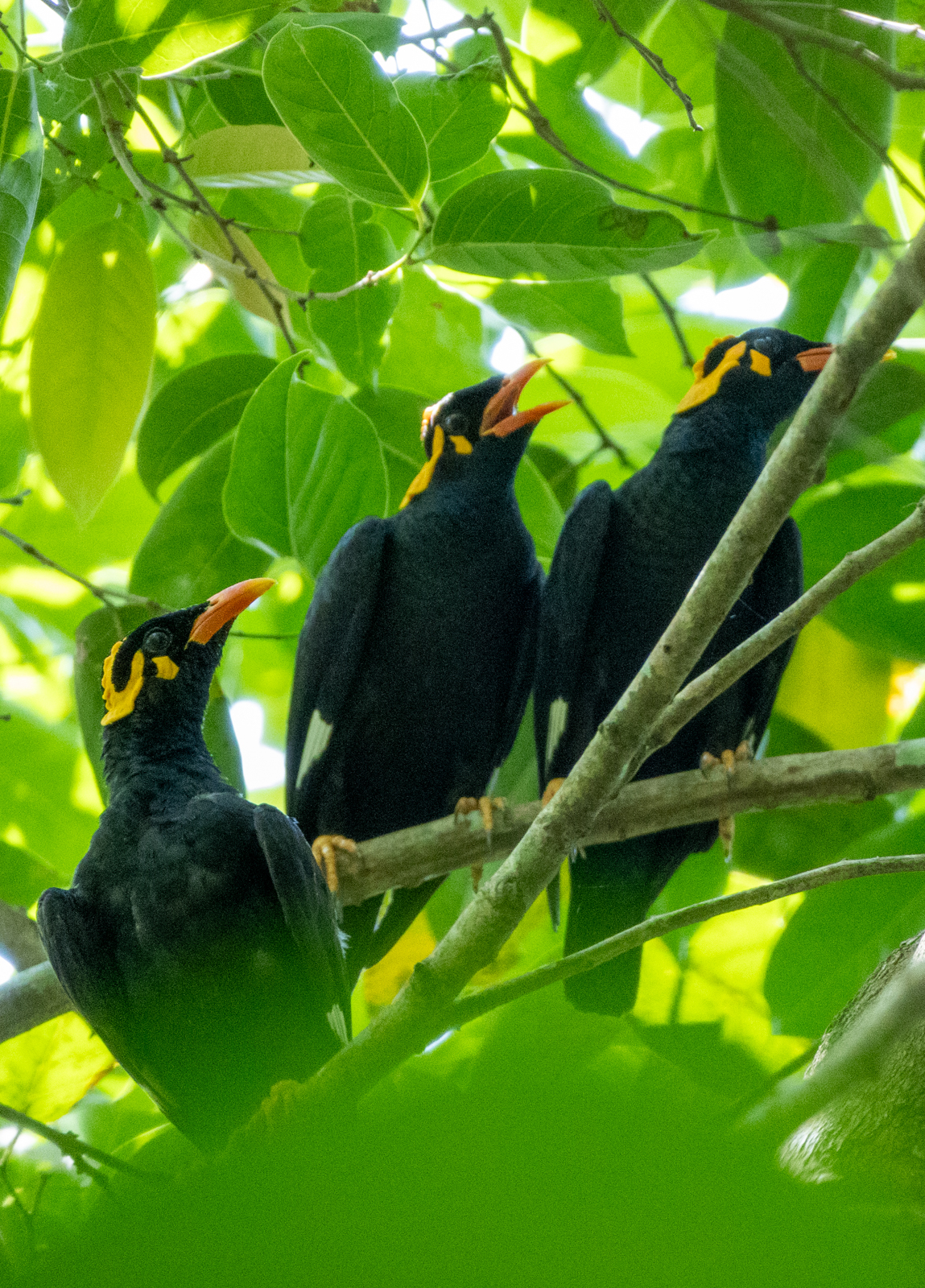 Southern Hill Myna (Gracula indica), photo 3