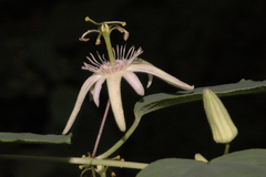 Passiflora pavonis