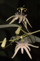Passiflora pavonis