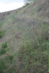 Asparagus burjaticus