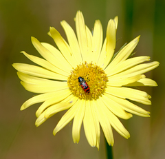 Acmaeodera ottomana