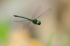 Procordulia irregularis