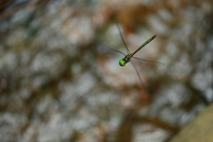 Procordulia irregularis