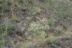 Saposhnikovia divaricata