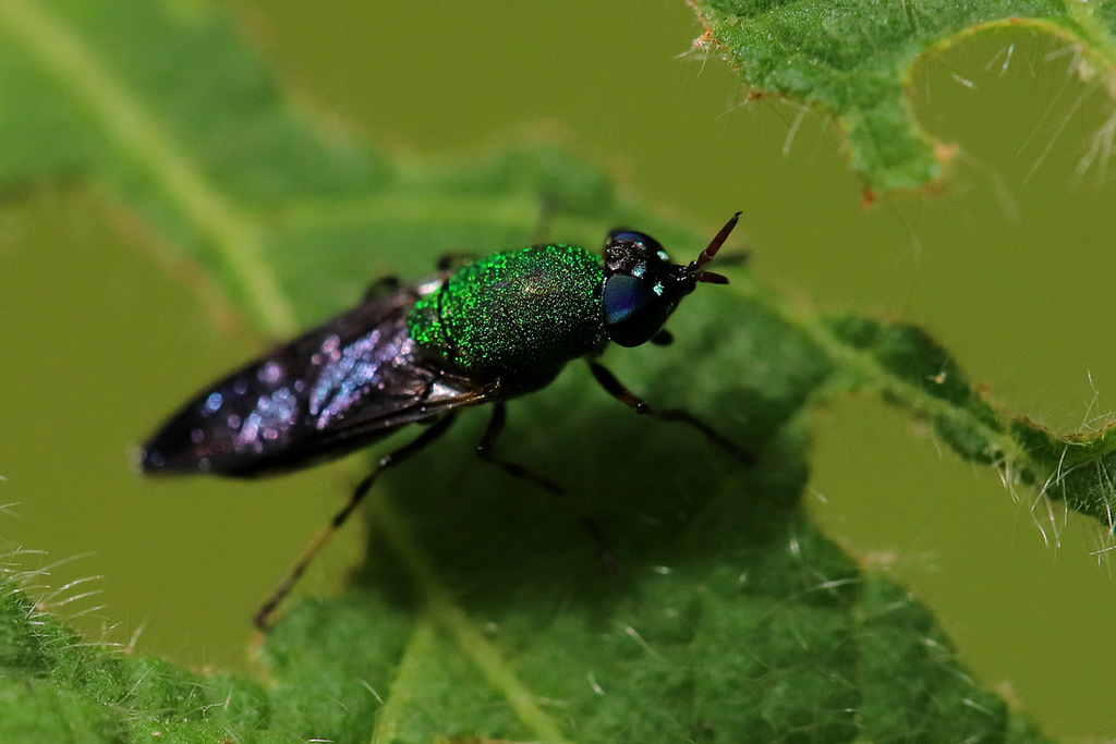 Pinaleus