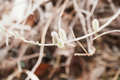 rose-gold pussy willow (Salix gracilistyla)