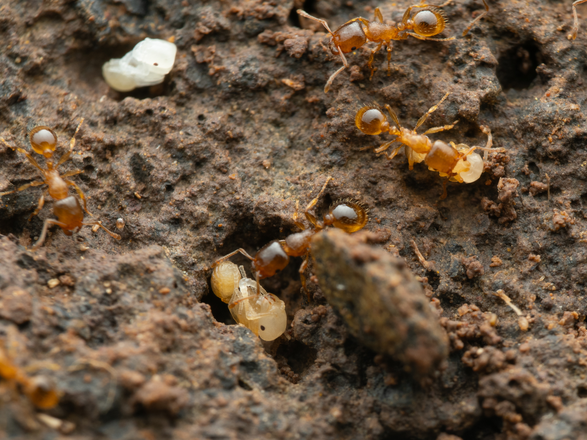 Tetramorium depressum