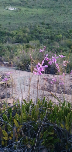 Encyclia jenischiana