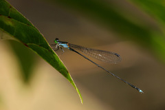 Nesobasis longistyla