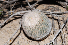 Epithelantha greggii greggii