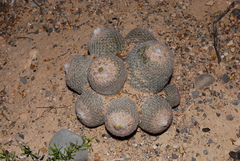 Epithelantha greggii greggii