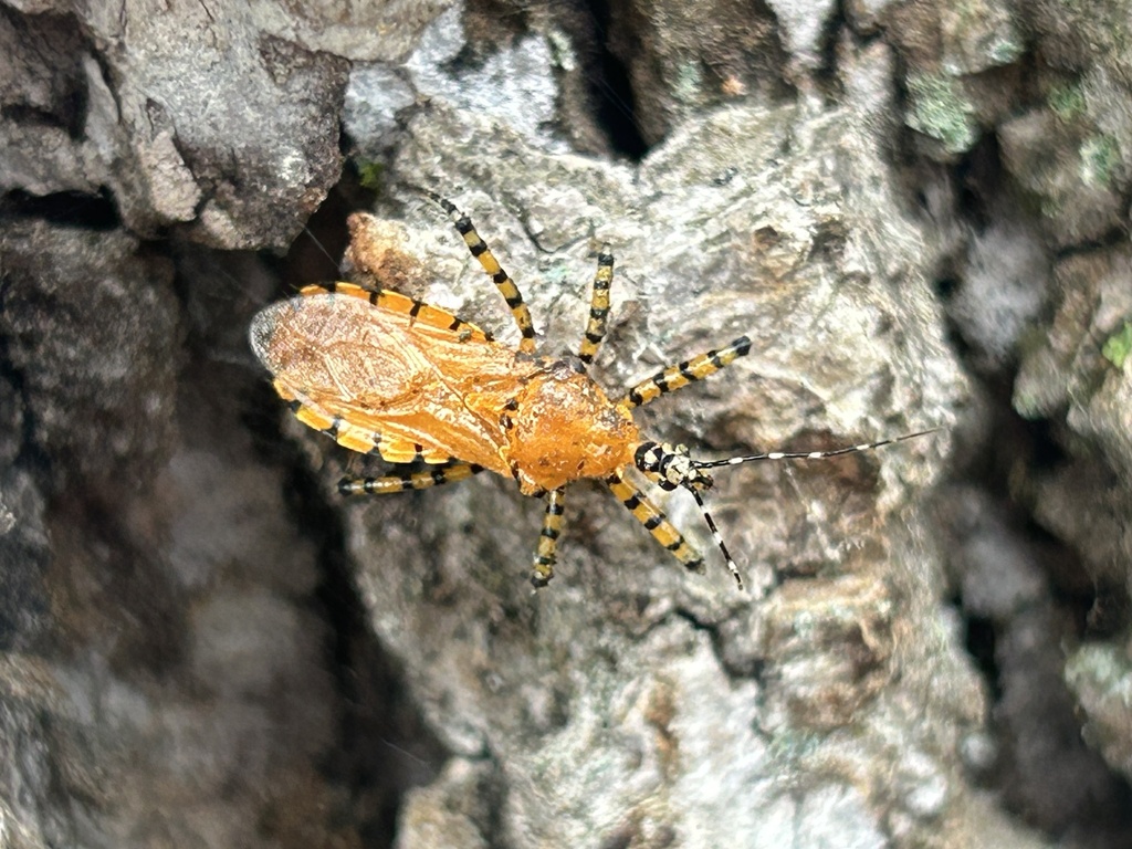Assassin Insect Ohio Orange Assassin Bug from Glenwood Gardens, Woodlawn, OH, US on March 11 ...