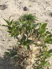 Stillingia spinulosa