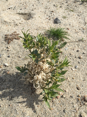 Stillingia spinulosa