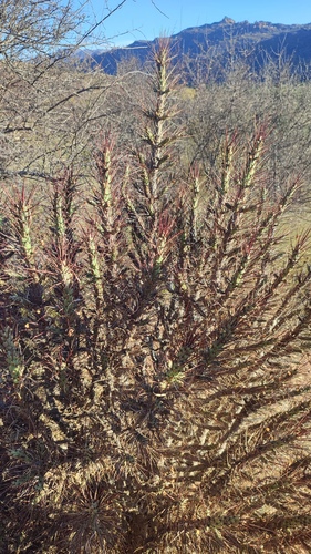 Euphorbia loricata (Euphorbia loricata)