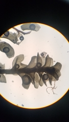 Marsupella emarginata