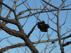 Eriosoma lanuginosum