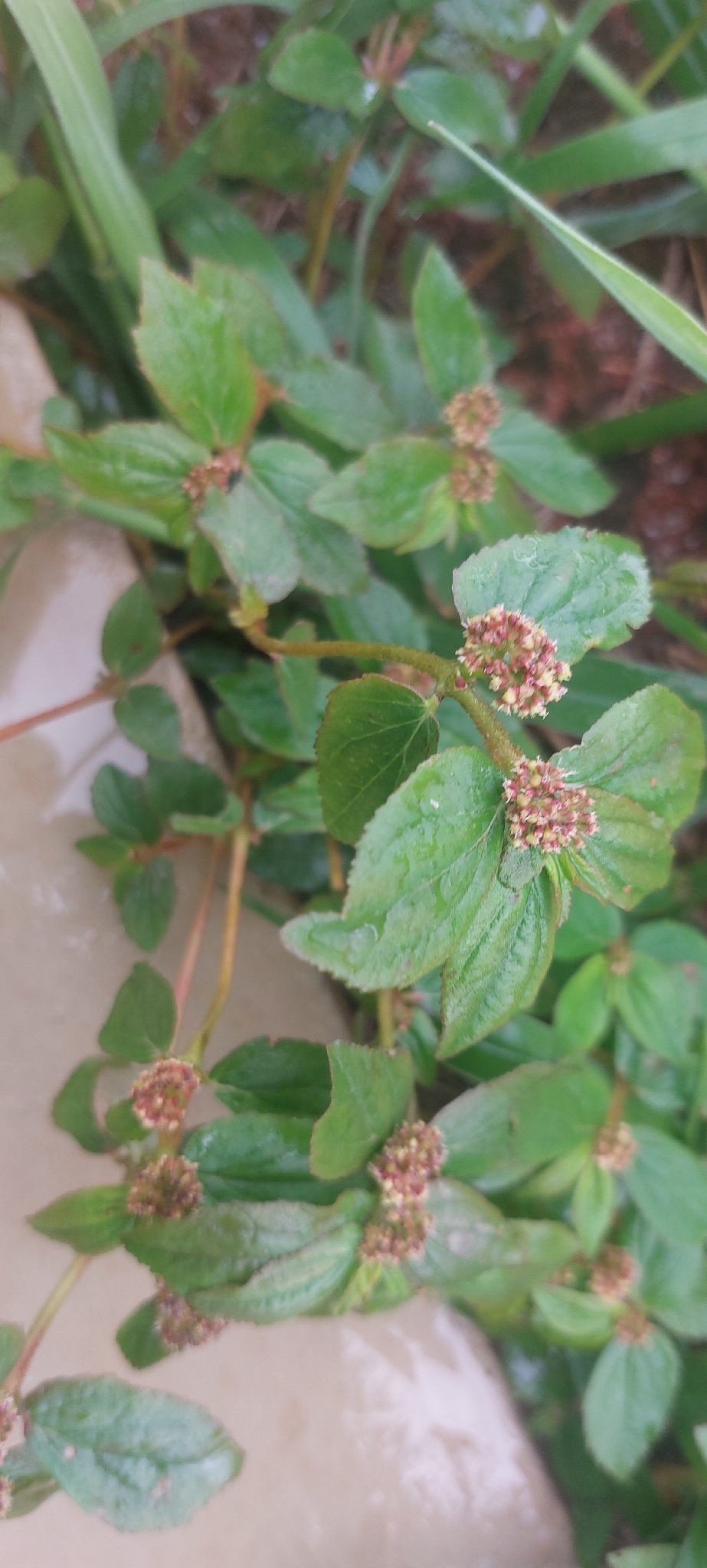 Euphorbia hirta